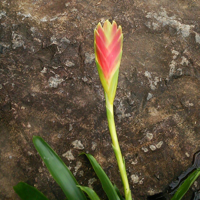 本日の目玉 インコの飾り羽のように美しい ミニインコアナナス が咲きました Base Mag
