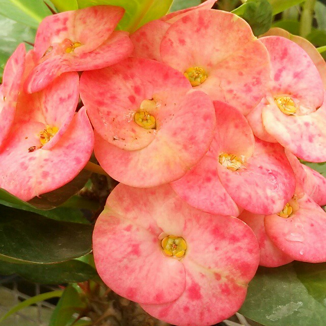 美しいものには棘がある トゲがあるから魅力的 花キリン ピンクブチ Base Mag