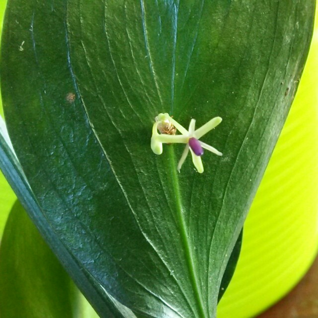 専門ショップ 花の葉っぱ その他 Sutevalle Org