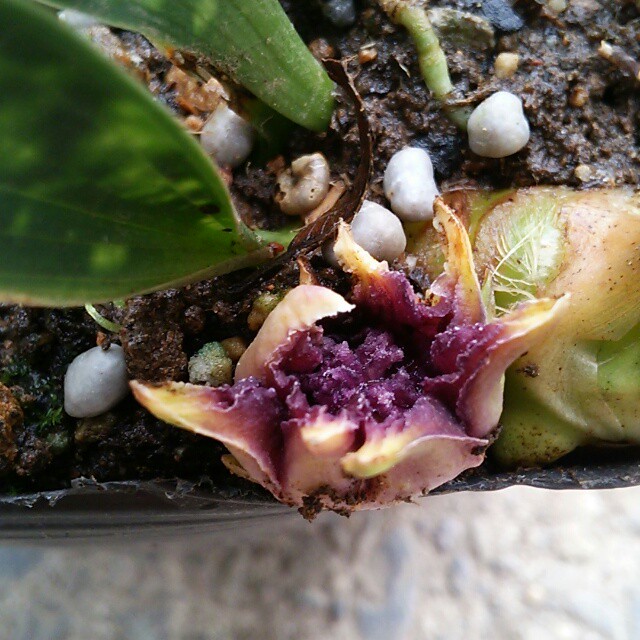 天の川の二人が逢えますように 七夕に宇宙に広がる星たちを想わせる ハラン 銀河 Base Mag