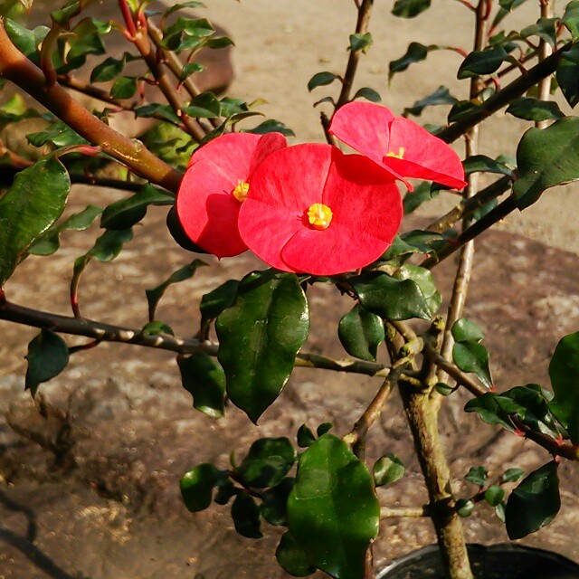 美しいものにはトゲが ない 赤い小花がたくさん咲く トゲなし花キリン Base Mag