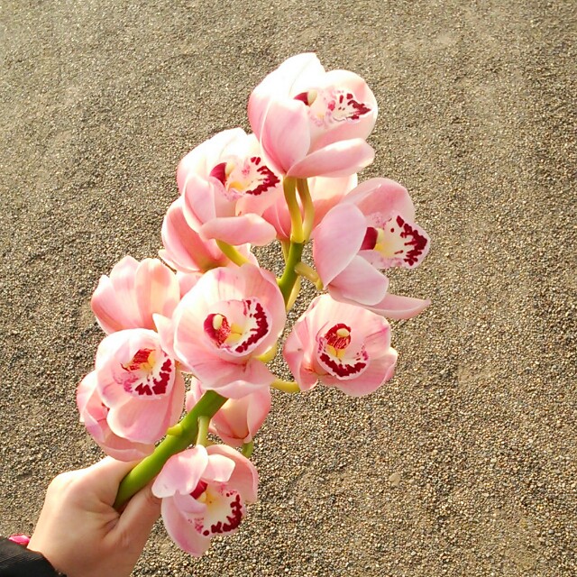 春色の花束で春をお届け 花もちがよい シンビジュームの切り花 Base Mag