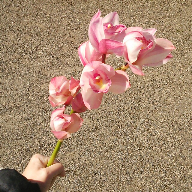 ピンクづくしでピンクずくめなピンク好きのための一箱 ラブインガール プリマ の花をたっぷりとお届け Base Mag