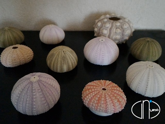 天然のウニの殻をそのまま使用 色合いの変化がきれいなウニランプ Base Mag