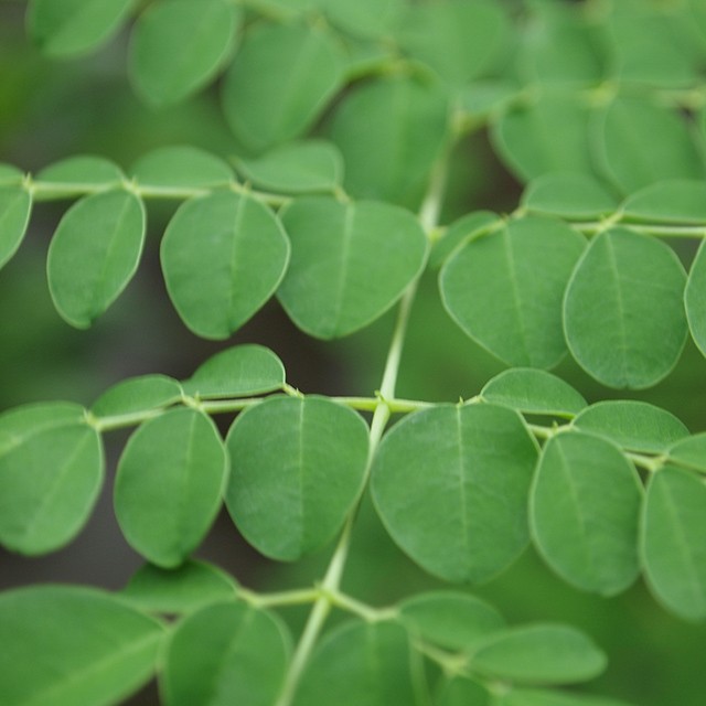 琉球モリンガパワーシェイプで体内バランスを整えましょう Base Mag