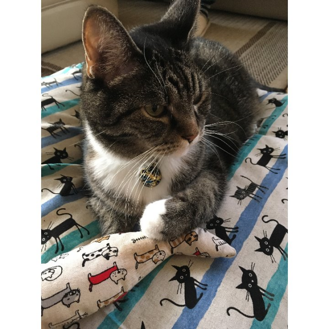 気まぐれ猫さんにこのおもちゃを またたび入りの魚型おもちゃ Base Mag