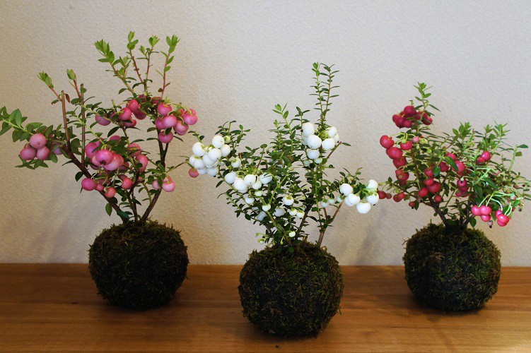 つやつやでぷるぷるの実がとってもキュートな苔玉 Base Mag