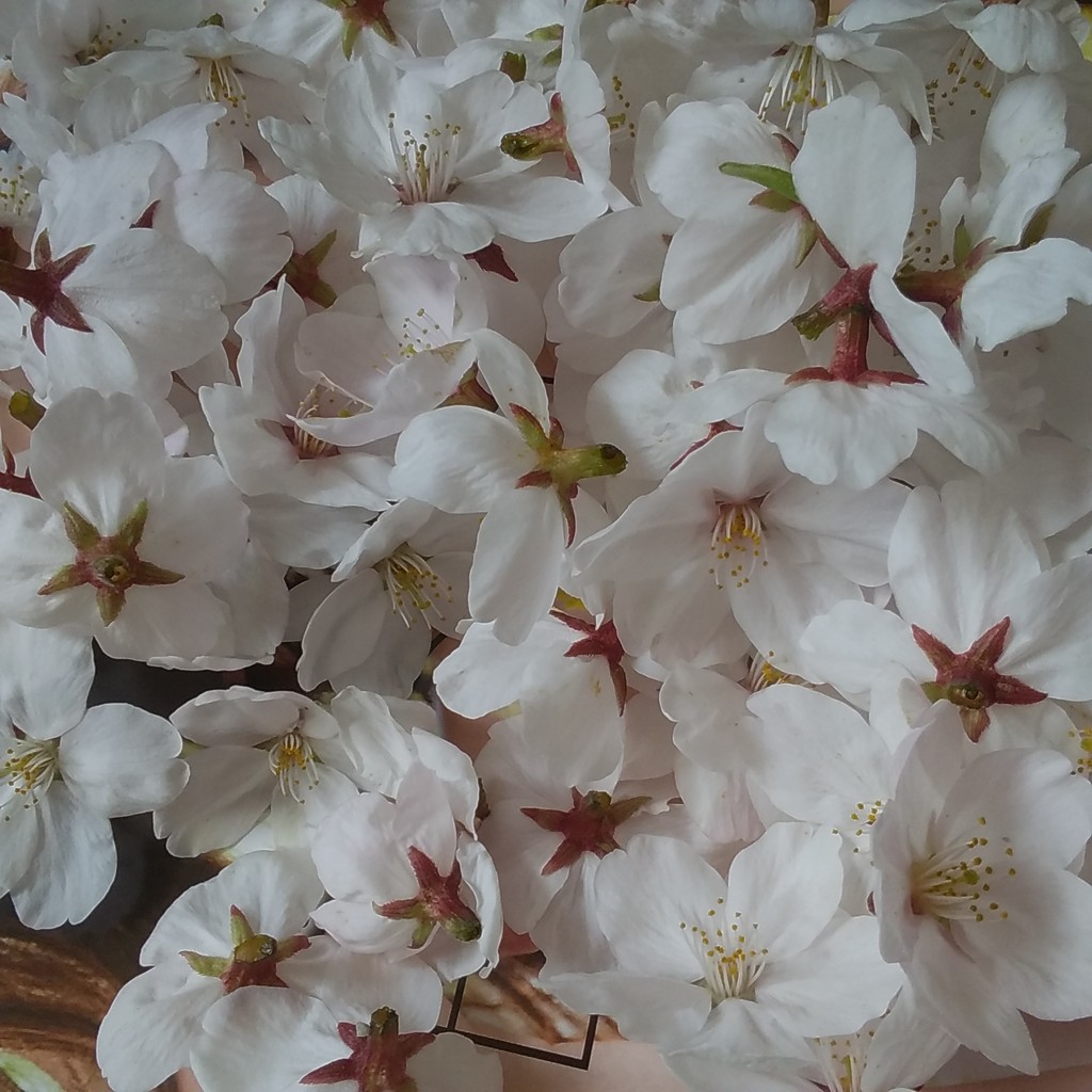 やっぱり可愛い 本物桜のヘアアクセサリーを作成致しました Base Mag