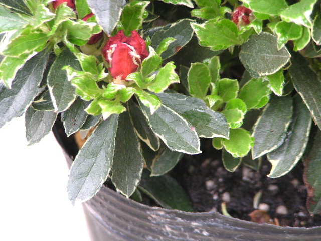 冬の侘しい庭を彩る 久留米ツツジ 黒光司 と 黒光錦 の紅葉 Base Mag