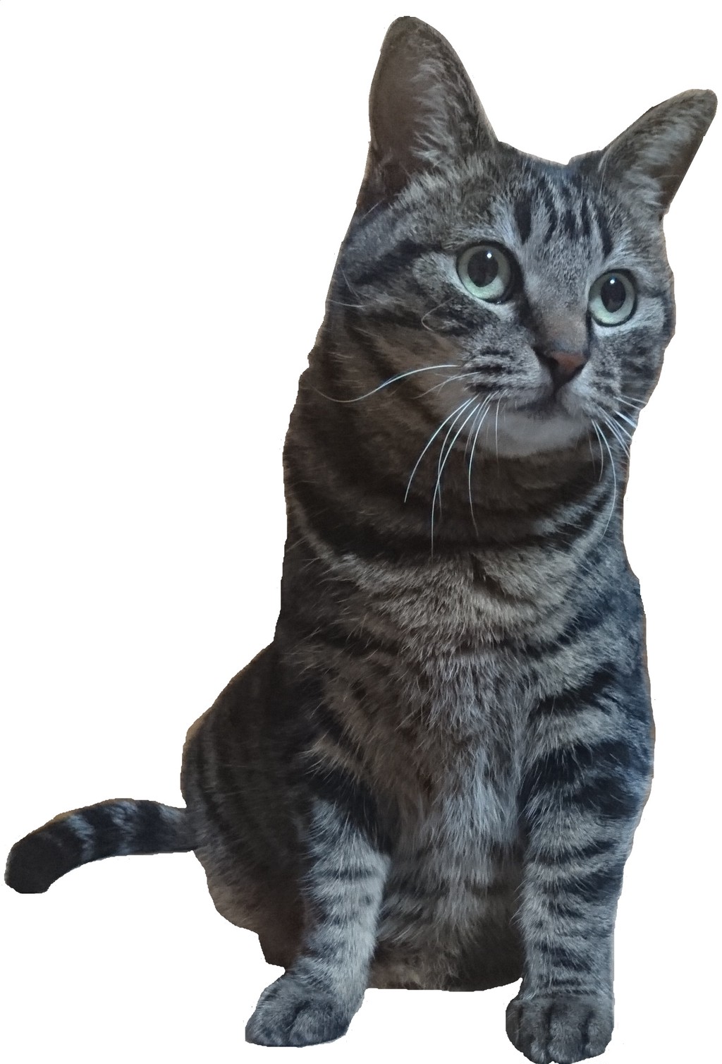 猫好き トラ猫好きにはたまらない 小首をかしげたとら のiphoneケース Base Mag 猫好き トラ猫好きにはたまらない 小首をかしげたとら のiphoneケース Base Mag