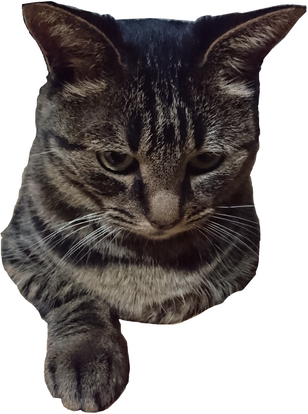 猫好き トラ猫好きにはたまらない 小首をかしげたとら のiphoneケース Base Mag 猫好き トラ猫好きにはたまらない 小首をかしげたとら のiphoneケース Base Mag