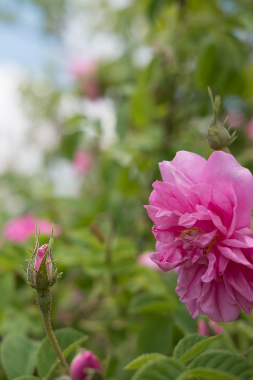 花粉症の方必見 100 無農薬の 八ヶ岳産 ローズーウォーター Base Mag