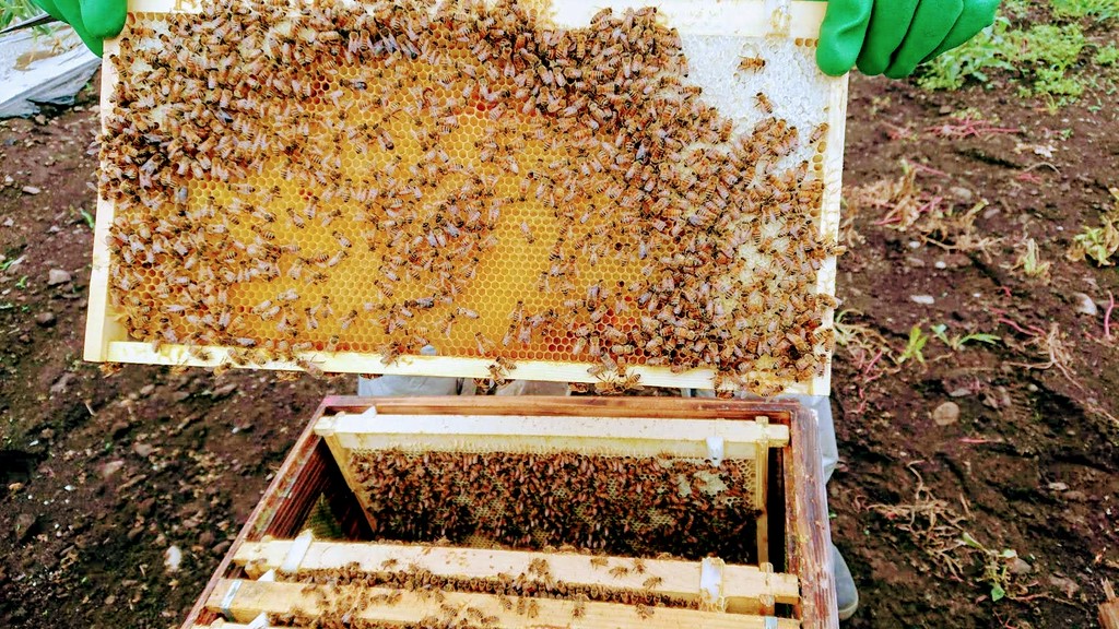 信州松本の小さな養蜂場からお届けする生蜂蜜 ミツバチからの贈り物 ミツバチ達に感謝 base mag