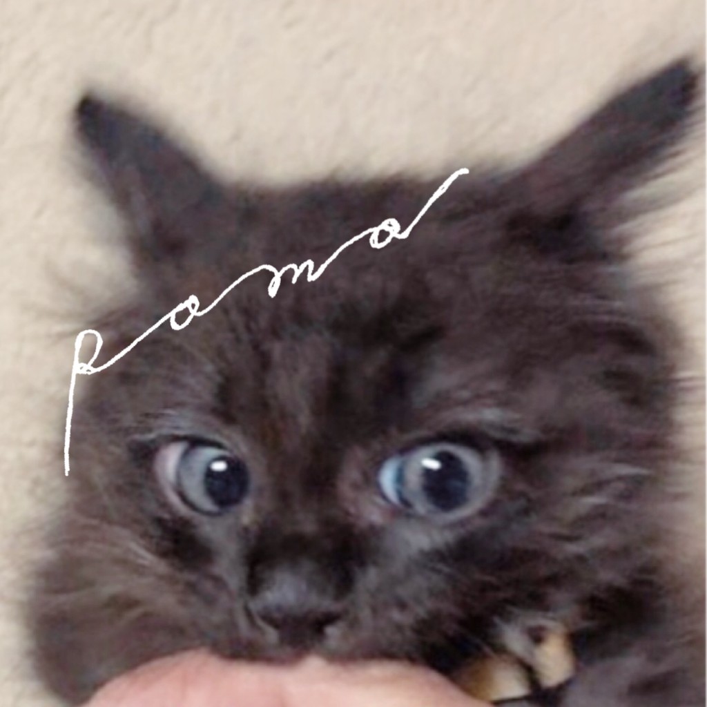 Poma をはじめたきっかけ 猫との出会い Base Mag