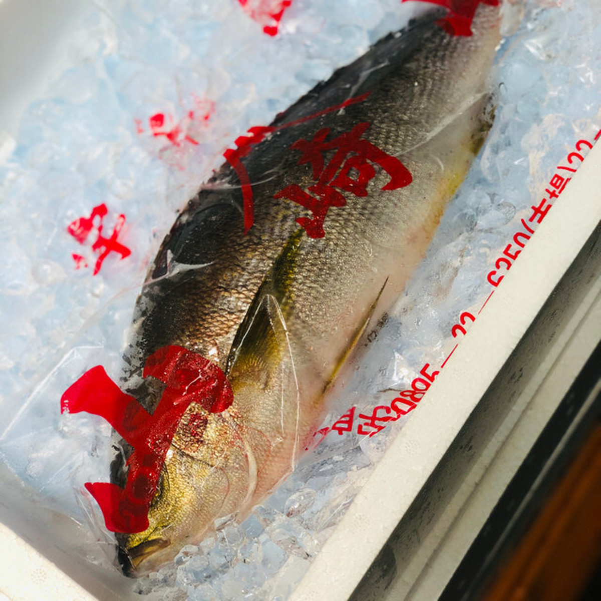 イサキ 大分 鹿児島県 他 1 1 5kg 1尾 伊佐木 鮮魚 高級イサキ1k 冷蔵 豊洲直送 Okawari 豊洲直送の高級海産物をお届け イサキ 大分 鹿児島県 他 1 1 5kg 1尾 伊佐木 鮮魚 高級イサキ1k 冷蔵 豊洲直送 Okawari 豊洲直送の高級海産物をお届け