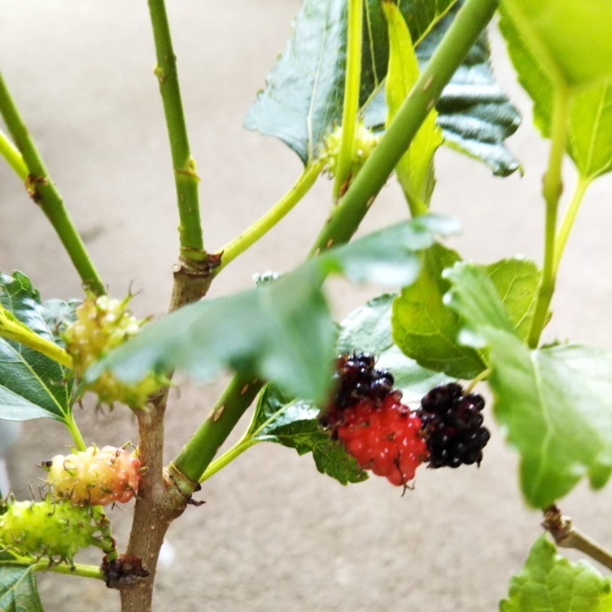 一才千成桑９cmポット Hanazukin 花ずきん 農家直送の花苗 シンビジュームの花束
