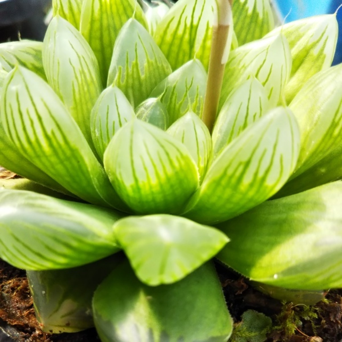 ハオルチア 緑晃９cmポット苗 Hanazukin 花ずきん 農家直送の花苗 シンビジュームの花束