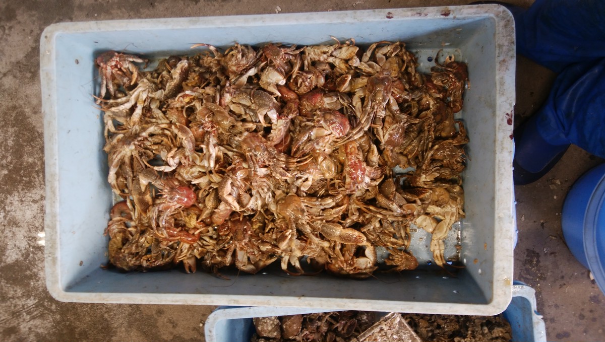 漁師直送 石鯛釣り餌ヤドカリ55匹 送料無料 瞬間冷凍 Sealacance02
