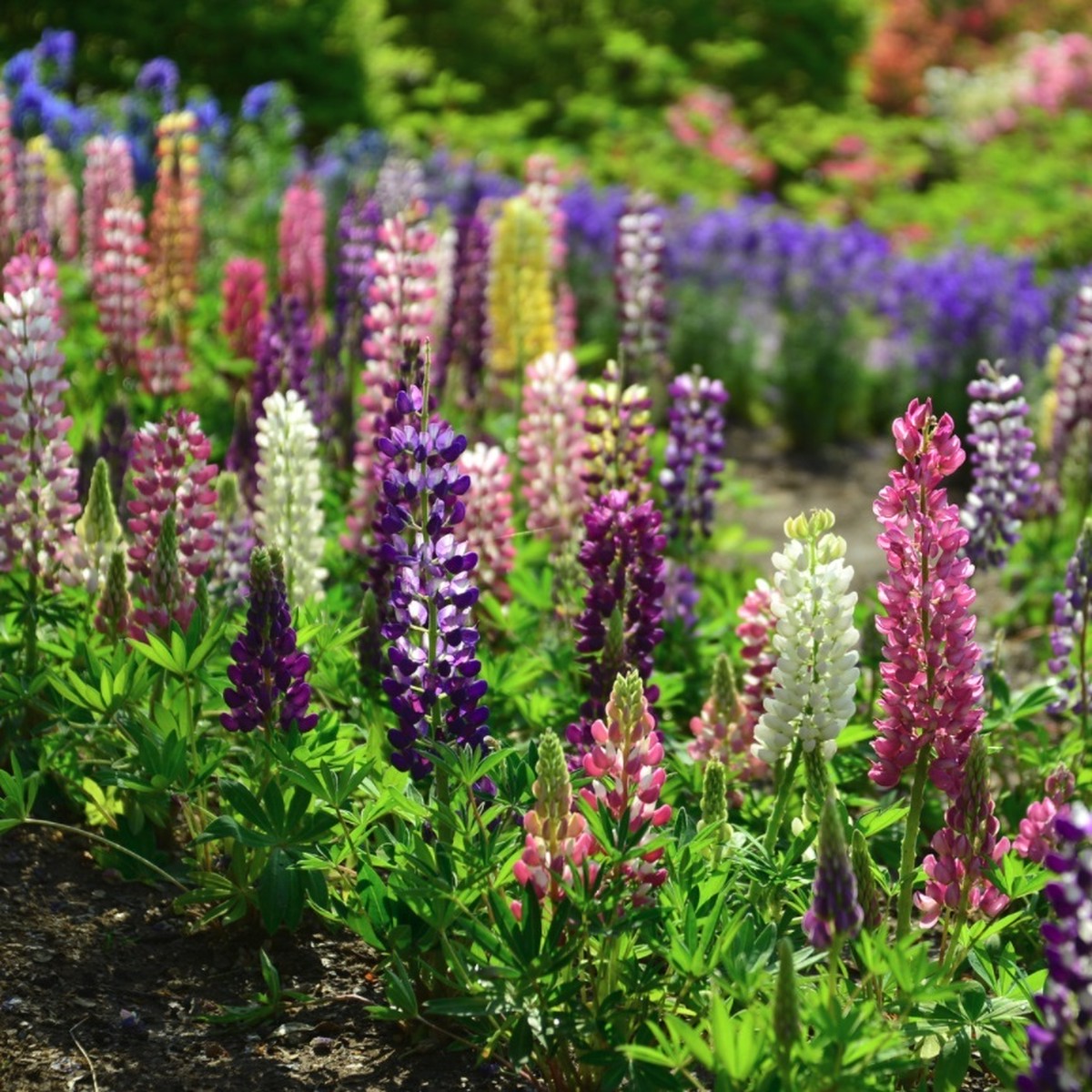 ルピナス ラッセル種 Lupinus Polyphyllum Var 天空のバラ園 無農薬バラ苗 花苗 クレマチス ハーブ産直販売