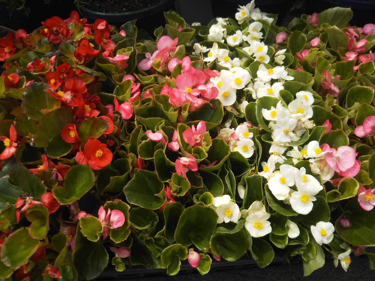 ベコニア 苗 フラワーショップひろ