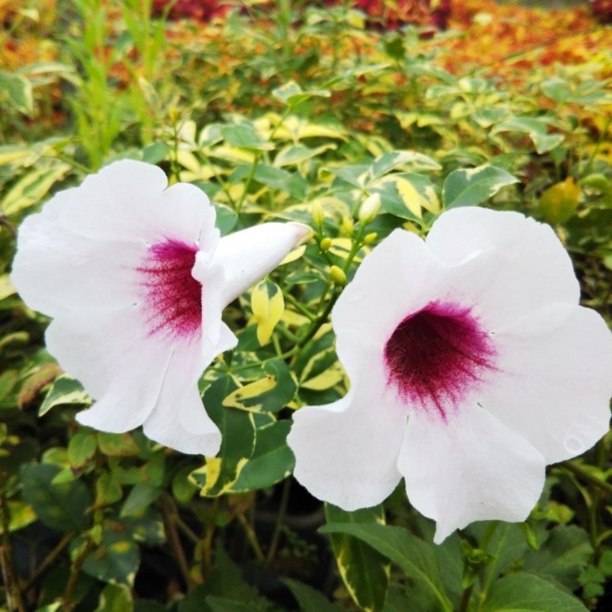 斑入りパンドレア10 5cmポット苗 Hanazukin 花ずきん 農家直送の花苗 シンビジュームの花束