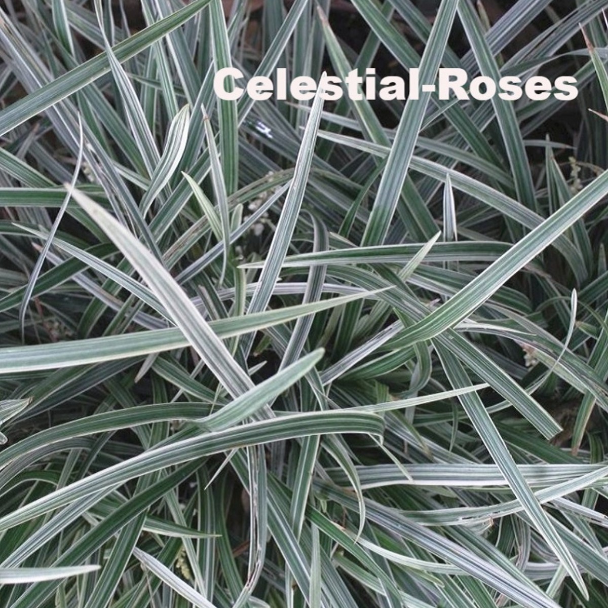 ミスキャンタス オフィオポゴン Ophiopogon Sp Variegata 天空のバラ園 無農薬バラ苗 花 ハーブ産直販売