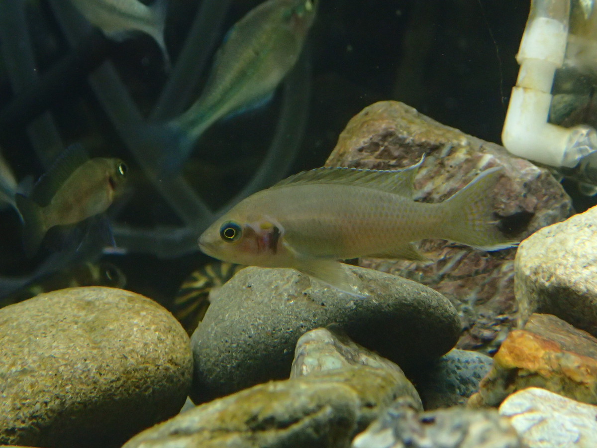 熱帯魚 ネオランプロローグス ブリチャージ Aquariumbarkind