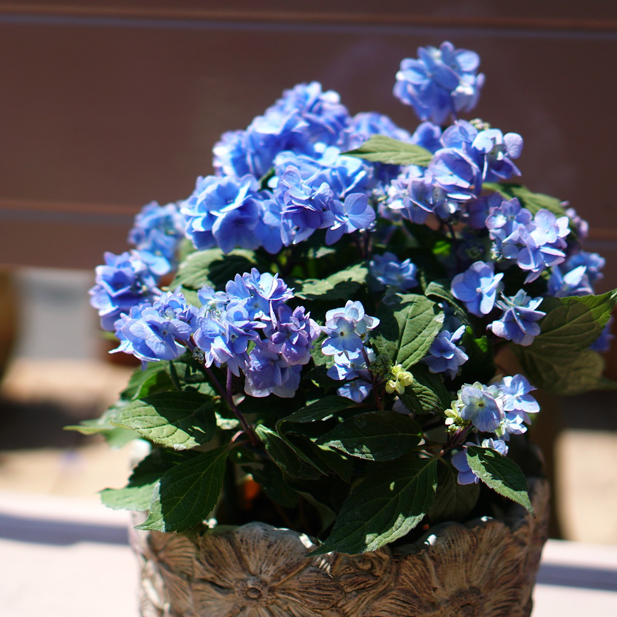 吉岡麗子さんの山紫陽花 九重麗華 ブルー Plants Shanty Rin