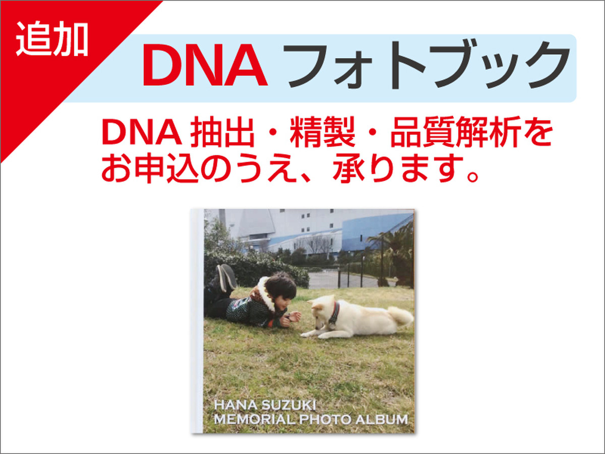 dna stock assist base