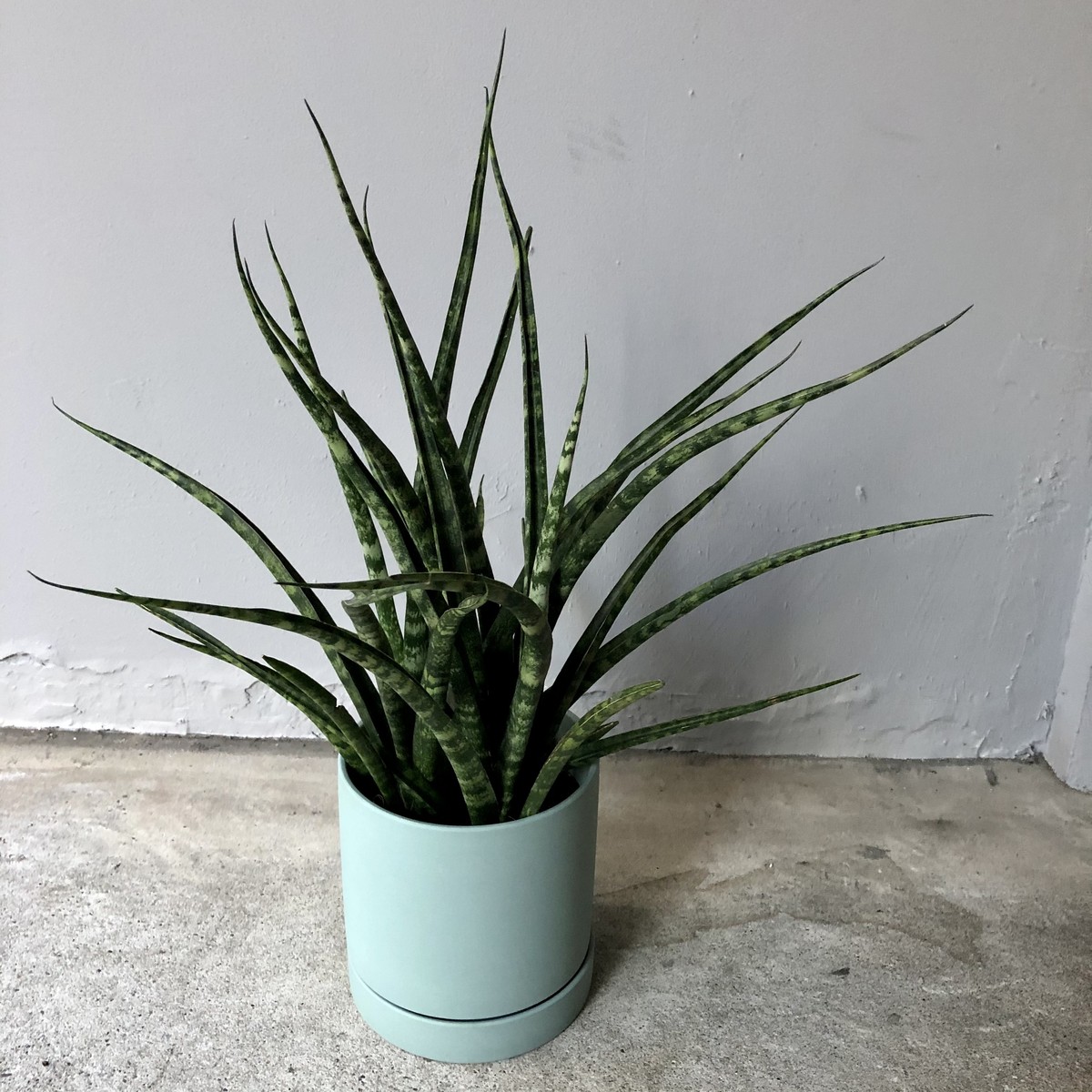 サンスベリア ファーンウッド 鉢付き ハルカゼフラワー