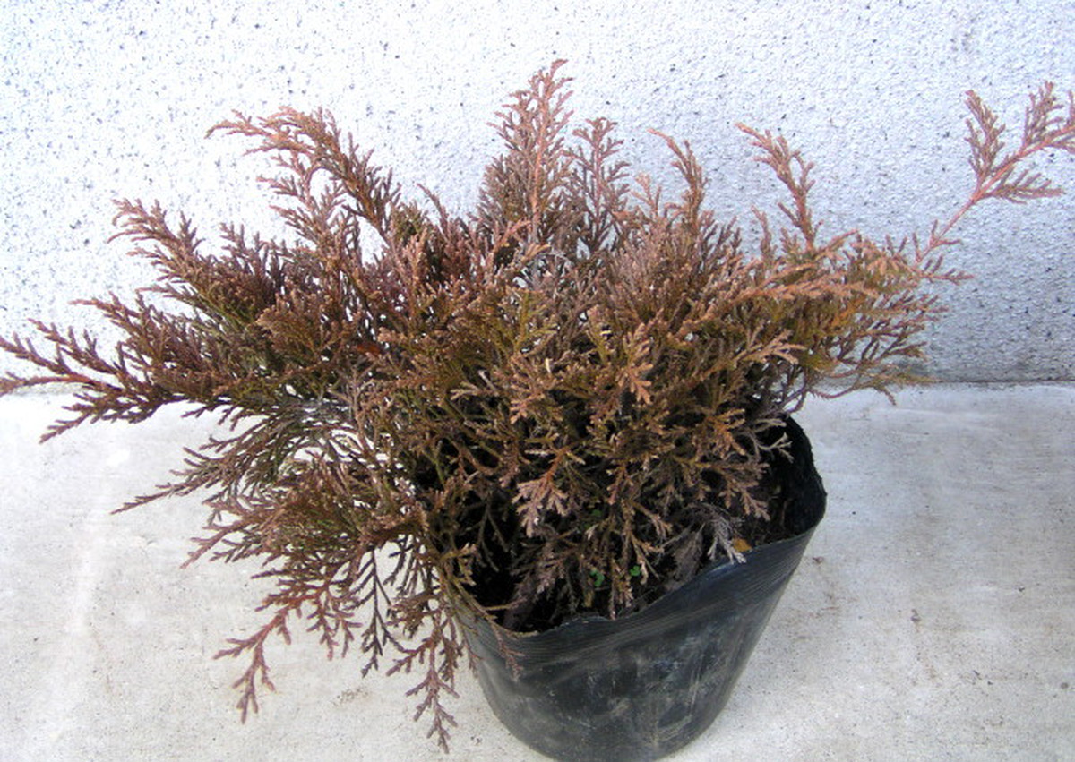 ウスリーヒバ ミクロビオータ デクサータ 15cmポット 神多野園芸