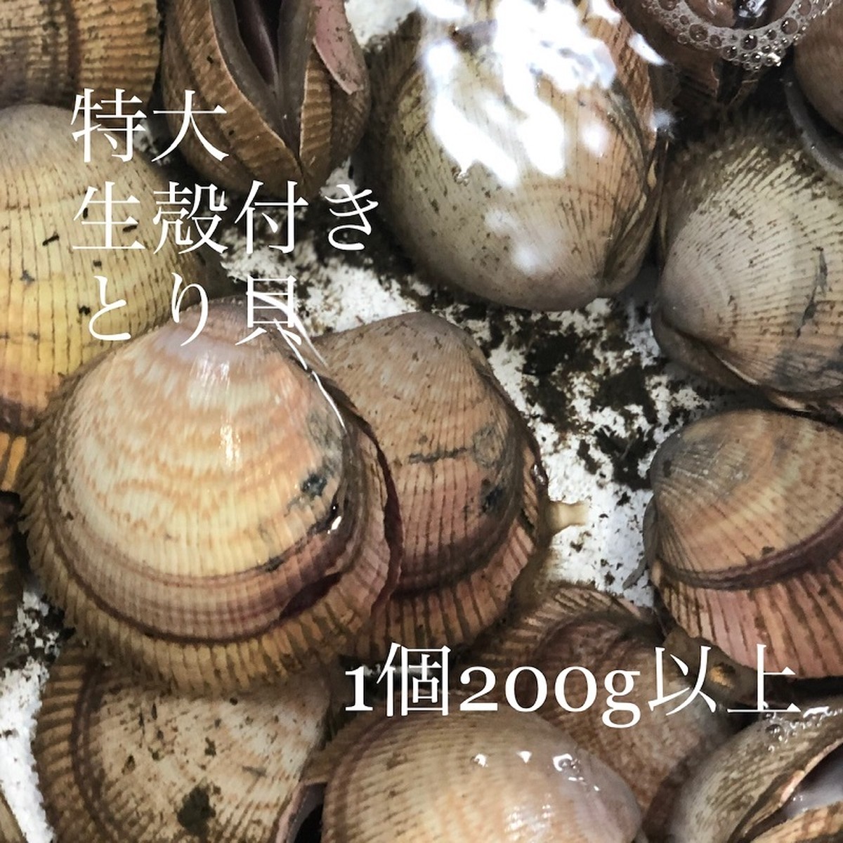生トリ貝 殻付き 特大サイズ1個0g 京都産 大阪湾産 他 豊洲直送 高級貝類 国産 カラトリ0g 1 冷蔵 Okawari 豊洲直送の高級海産物をお届け