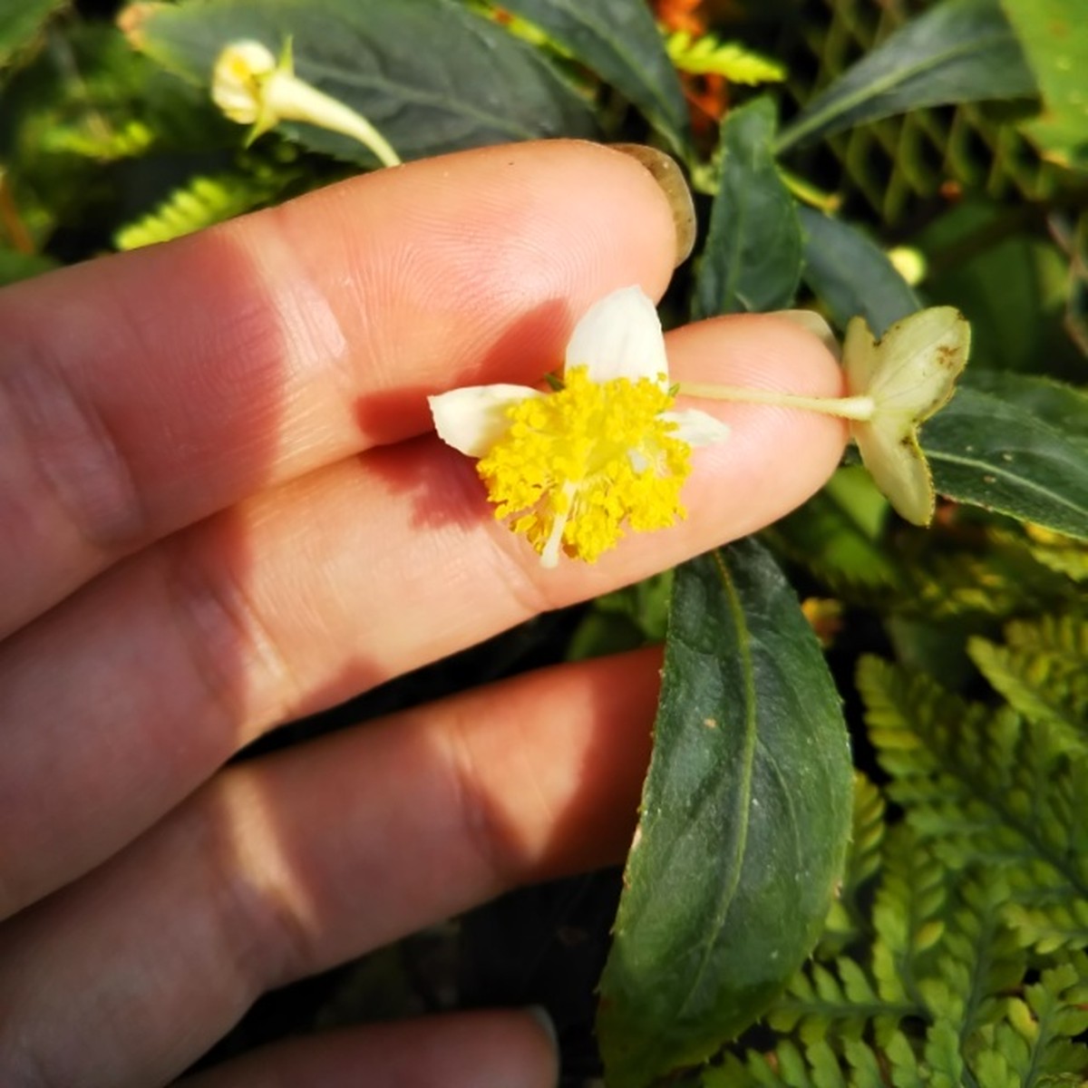 梅花甘茶10 5cmポット苗 Hanazukin 花ずきん 農家直送の花苗 シンビジュームの花束