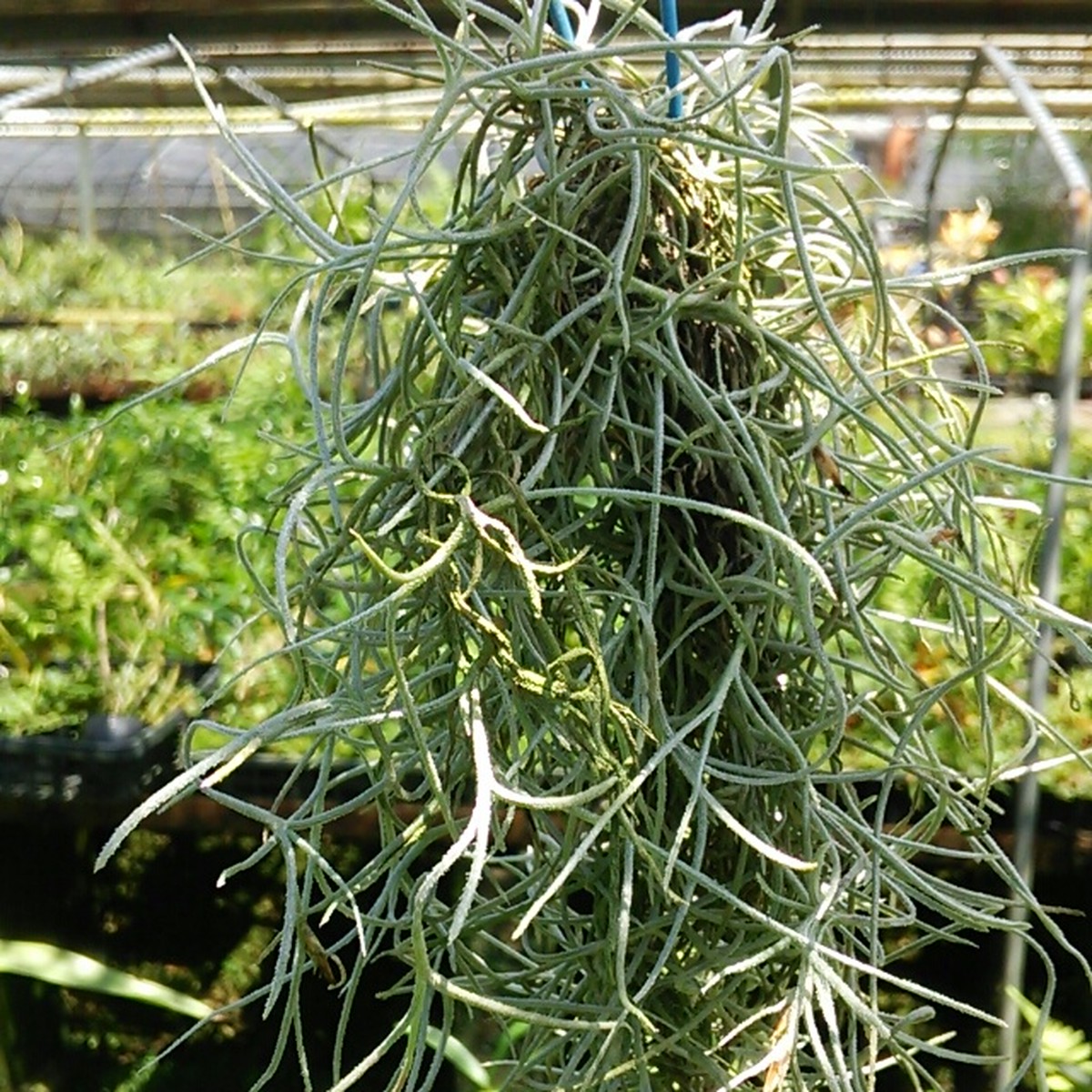 エアプランツ サルオガセモドキ苗 Hanazukin 花ずきん 農家直送の花苗 シンビジュームの花束