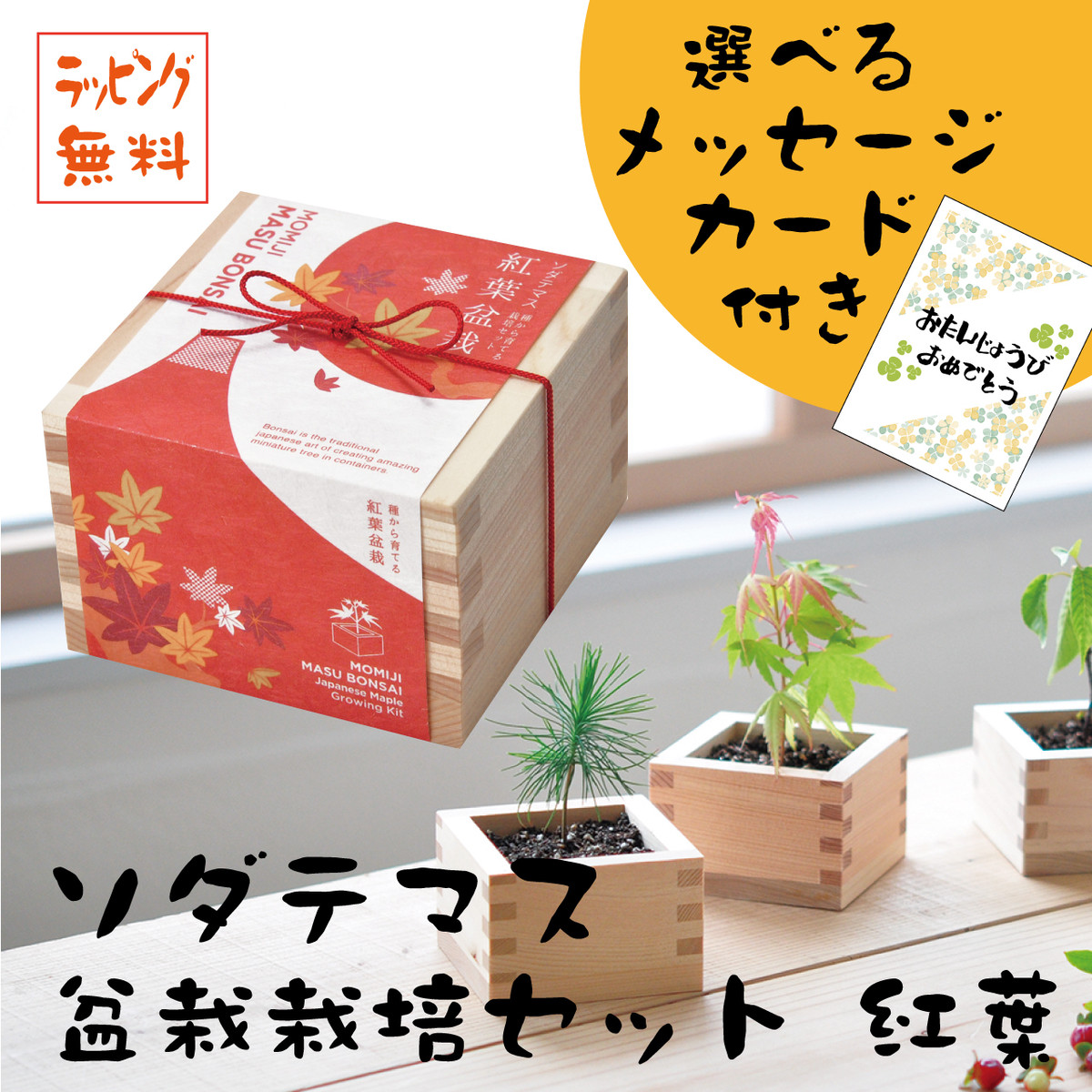 プレゼント ソダテマス 盆栽栽培セット 紅葉 選べるメッセージカード付き ヒノキ升 誕生日 Tiamobridal