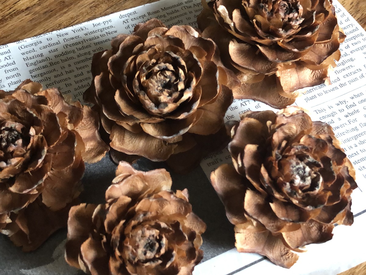 バラの形をした松ぼっくり シダーローズ 約12個入 夢農場 信州 安曇野 池田町