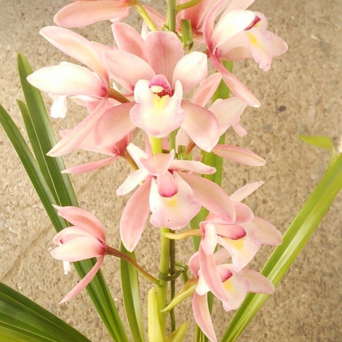 シンビジューム・スイートアイズモモコ6寸鉢 | hanazukin（花ずきん） 農家直送の花苗・シンビジュームの花束
