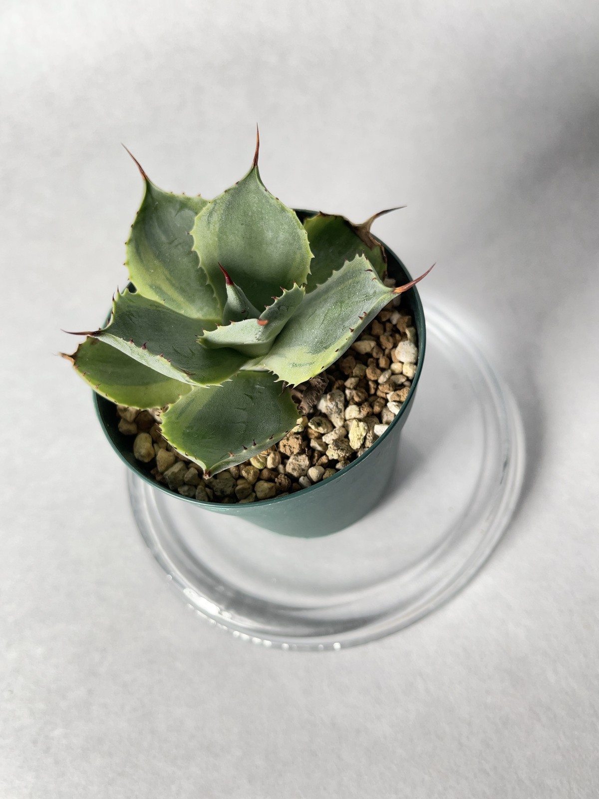 アガベ ポタトラム トレードウィンズ Trigger