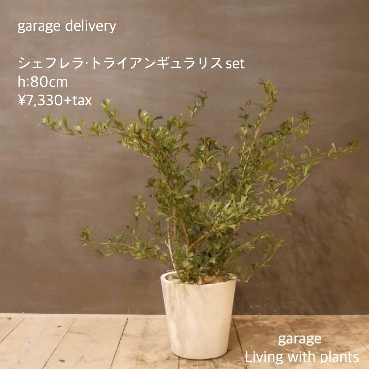 観葉植物 シェフレラ トライアンギュラリスset Garage Nagoya
