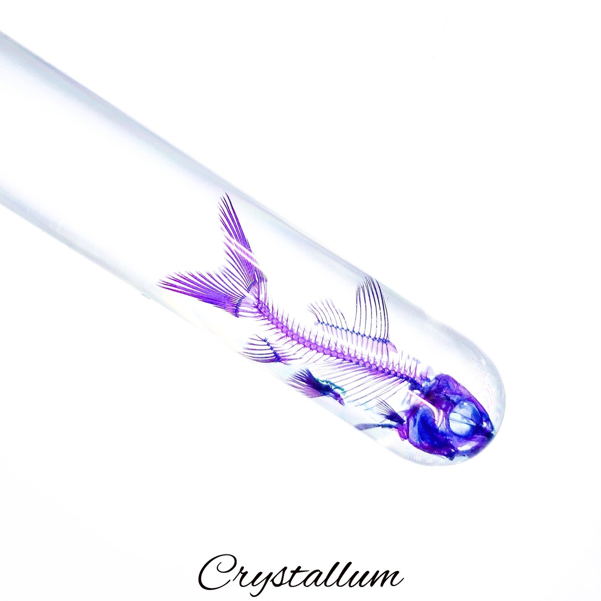 透明標本 レッドテールブラックシャーク 試験管 Crystallum