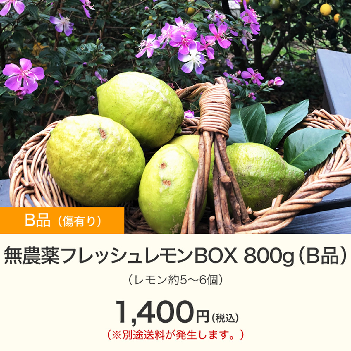 無農薬フレッシュレモンbox 800g B品 3月下旬収穫予定分 オレンジフローラル ファーム