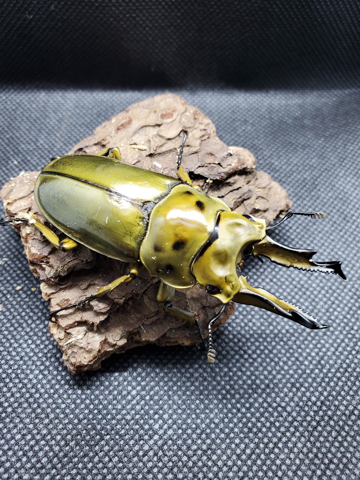 クワガタ ババ オウゴンオニ