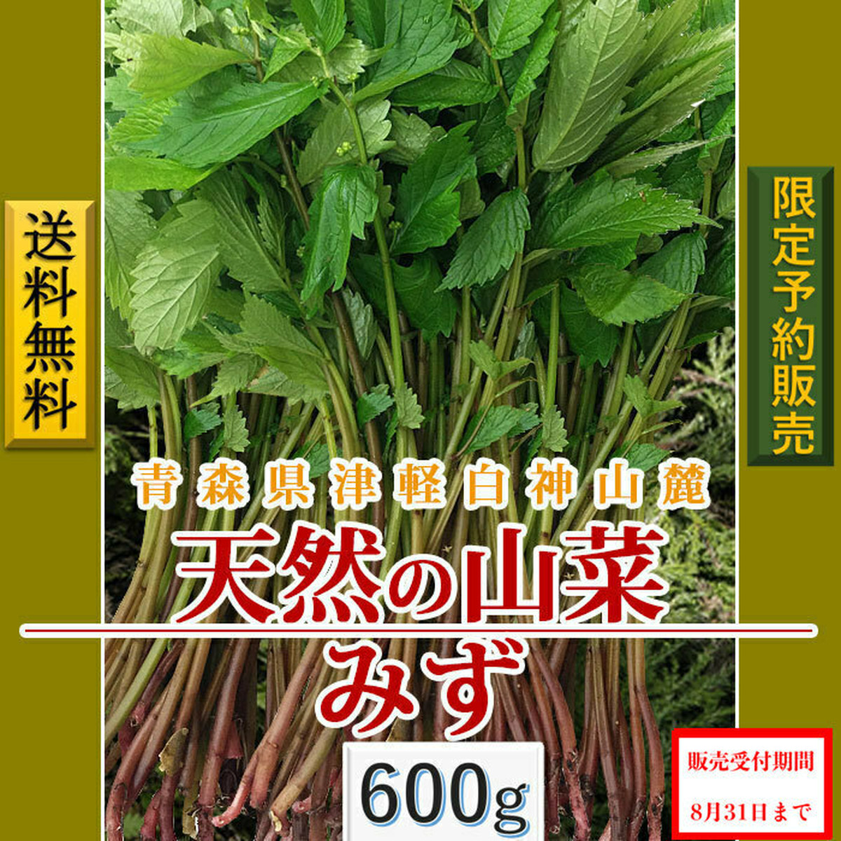早期予約受付中 天然山菜 天然みず ６００ｇ 自然の恵み 限定予約販売 青森県白神山麓便 送料無料 クール便 こだわり市場