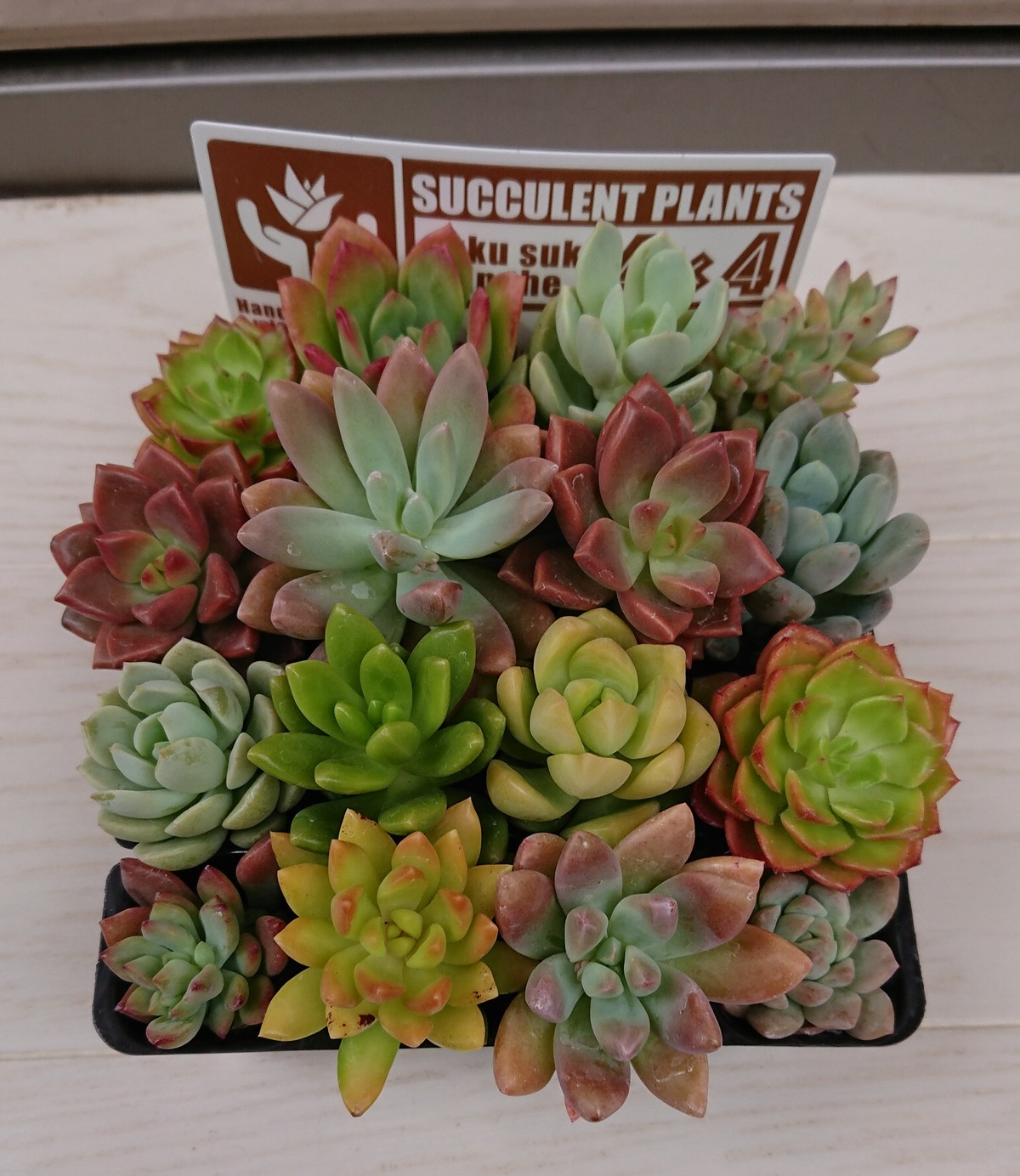 多肉植物 もりもり根付き苗 詰め合わせ このまま発送 じもん商店