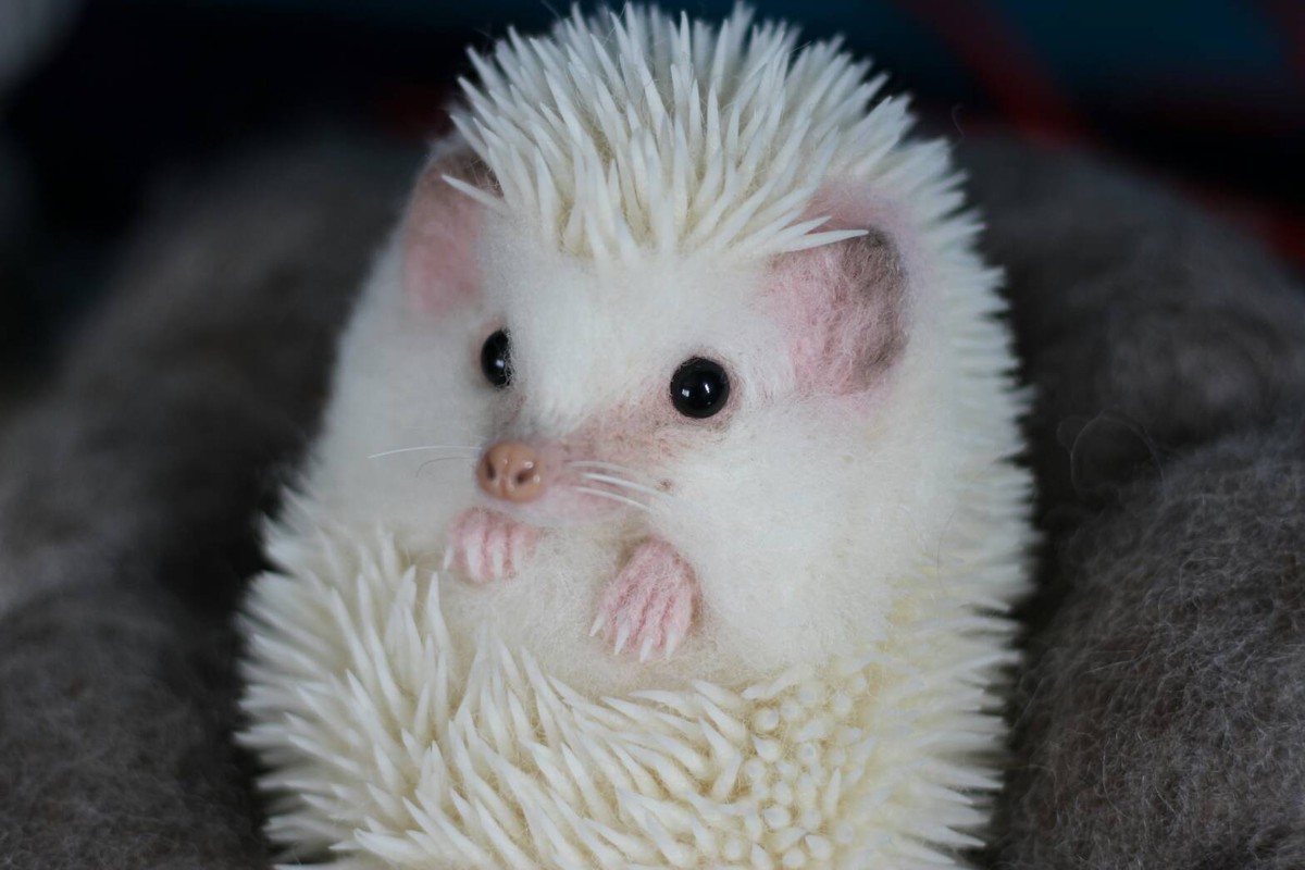 Curled White Hedgehog アルビノハリネズミさんウニポーズ ハリネズミ人形作家おおたけみちこのお店 Michiko Ohtake Shop Curled White Hedgehog アルビノハリネズミさんウニポーズ ハリネズミ人形作家おおたけみちこのお店 Michiko Ohtake Shop