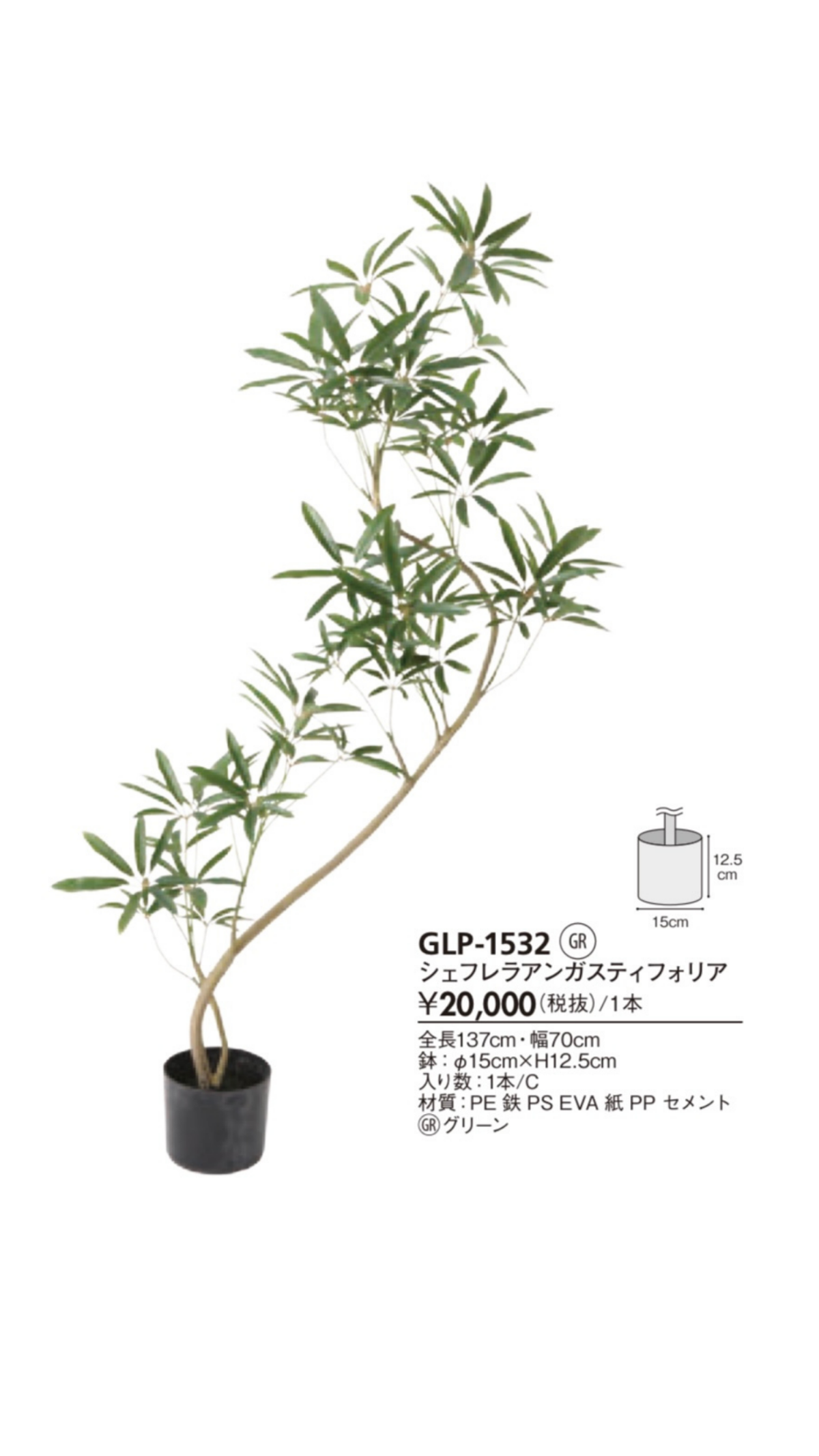 シェフレラアンガスティフォリア Glp 1532 花工房pollen