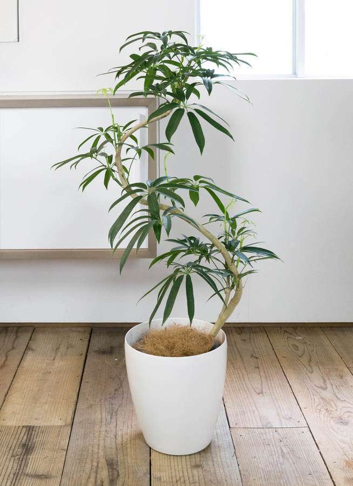 観葉植物 シェフレラ アンガスティフォリア 8号 曲り ラスターポット付き Garden Elegance ガーデンエレガンス Base店