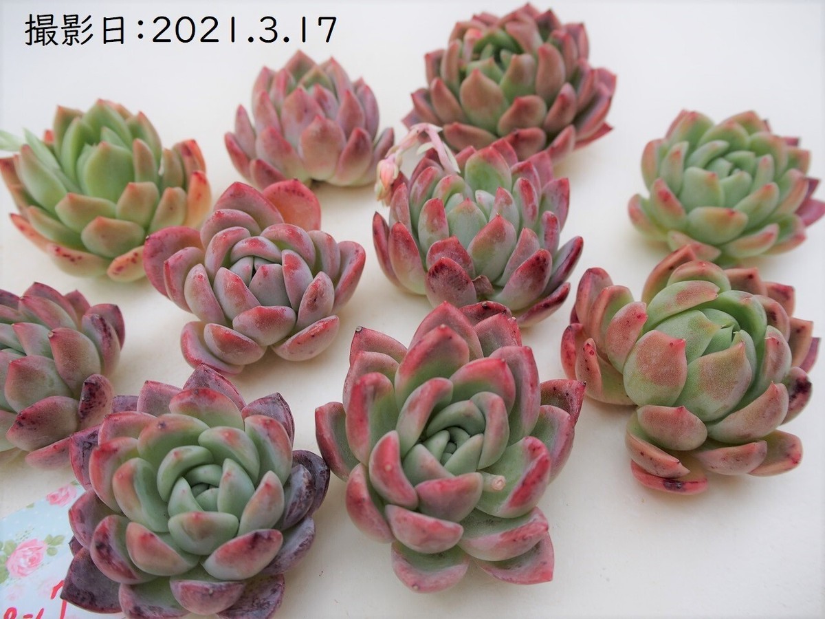 新品種 オーロラピンク 韓国苗 多肉植物 多肉植物とガーデン雑貨 Macherie マシェリ