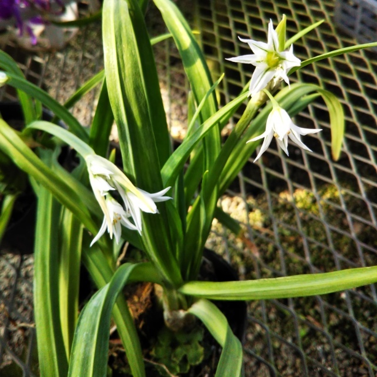 ミツカドネギ球根 Hanazukin 花ずきん 農家直送の花苗 シンビジュームの花束