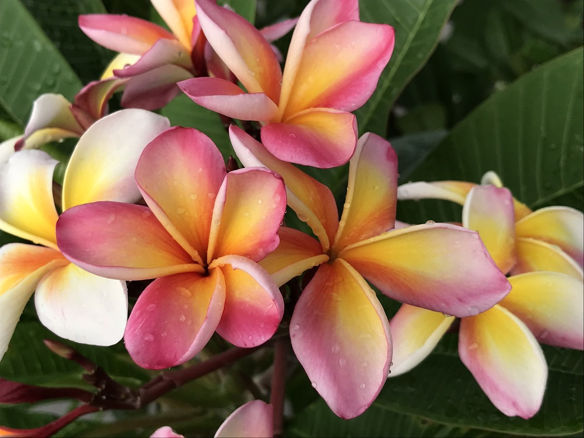ハワイ産 人気品種 プルメリア Lei Rainbow 5号pot 鉢植え Moani Flower Garden
